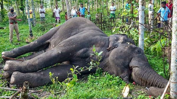 বক্সা ব্যাঘ্র প্রকল্পের কাছে হাতিকে বিদ্যুৎপৃষ্ট করে খুনের অভিযোগ (ছবিটি প্রতীকী, সৌজন্য পিটিআই) বক্সা ব্যাঘ্র প্রকল্পের কাছে হাতিকে বিদ্যুৎপৃষ্ট করে খুনের অভিযোগ (ছবিটি প্রতীকী, সৌজন্য পিটিআই)
