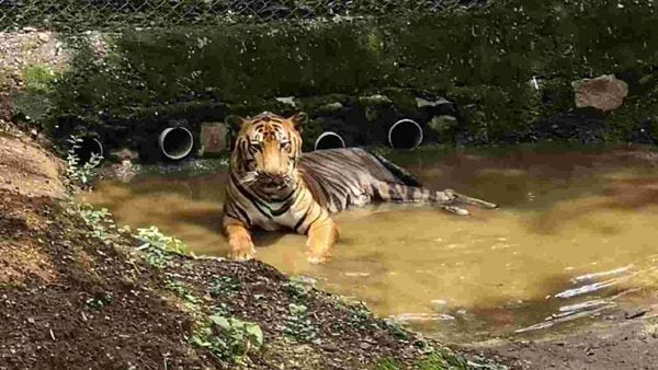 ロイヤルベンガルタイガーオブザディケードオブザイヤー、アナンド、サンジャイガンジー国立公園の主な名所は、木曜日の午前5時に亡くなりました。 彼は6月初旬にまれな癌と診断されました。 アナンドの兄弟ヤシュは2019年5月に亡くなりました。 12歳のYashにも横紋筋肉腫があり、その原因は軟筋腫瘍でした。 
