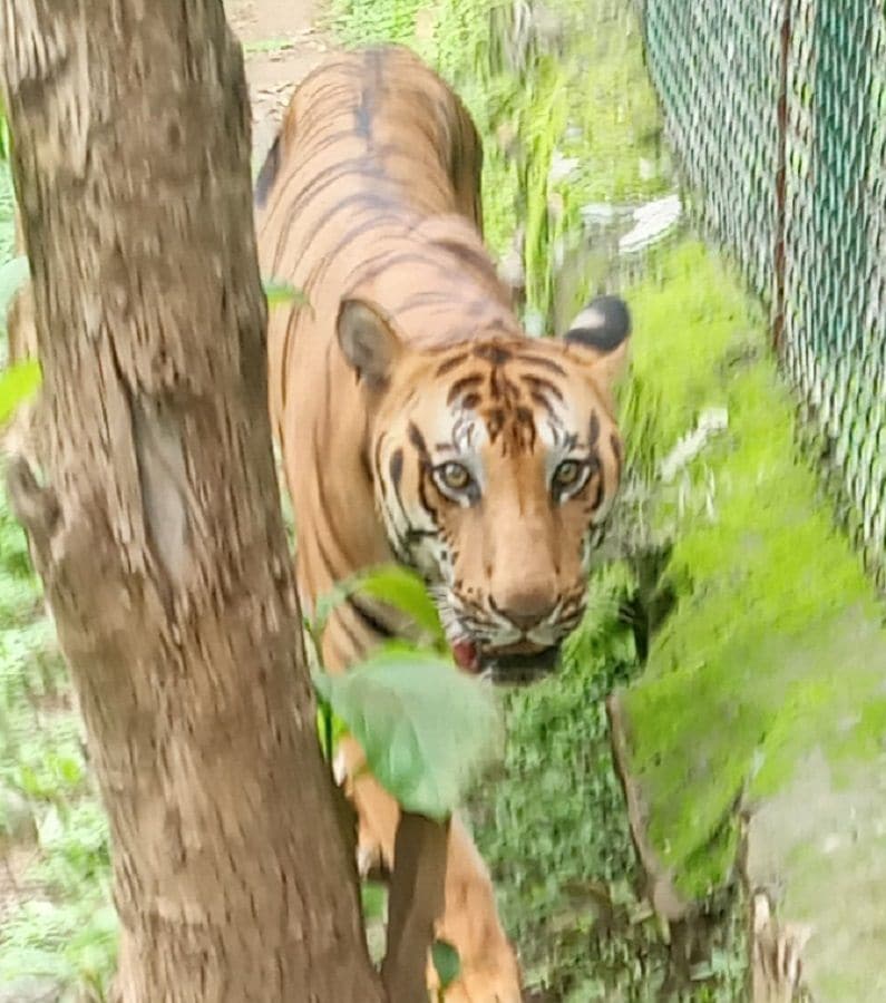 サンジャイガンジー国立公園の獣医師は、6月にアナンドの顎に硬い肉の塊を発見しました。 彼女の唇も異常に腫れていました。 血液検査は深刻な腎臓の問題を示しています。 さらに、アナンドのムンバイ獣医大学の研究室で生検を行ったところ、彼の体に腫瘍が見つかり、癌と診断されました。 