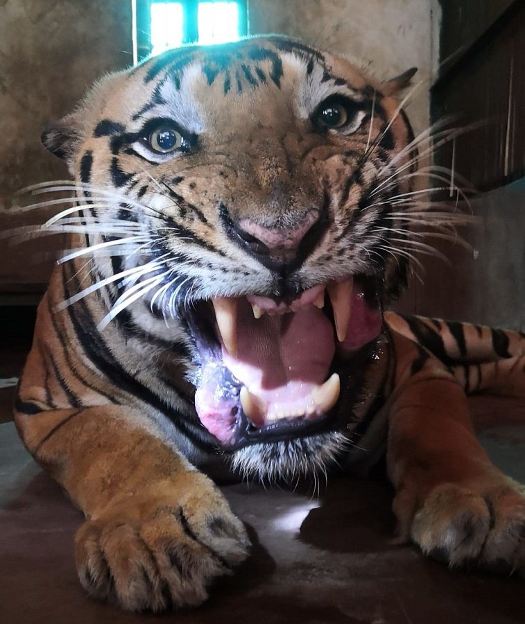 サンジャイガンジー国立公園で生まれることは喜びです。 彼の死後、4つのあばずれ女とロイヤルベンガルタイガーが公園に残っています。 スルタンという名前のトラは、2019年12月にナグプールのゴレワラレスキューセンターから運ばれました。 Mastaniはその年の8月に双子のRoyal Bengal Baghini Bijliに連れて行かれました。 また、国立公園には、Basanti（18）とLakshmi（10）の2匹のトラがいます。 このBasantiには、4人の子供Yash、Ananda、Lakshmi、Pujaがいます。 プジャは2016年に敗血症で亡くなりました。 2019年のこの日にヤシュとアナンドが亡くなった後、ラクシュミは4人の兄弟の中で唯一生き残っています。 古いBasantiの膝と脚のたまらない痛み。 彼は彼の年齢のために非常に衰弱している。 しかし、彼の体には特別な問題はありません。 サンジャイガンジー国立公園の獣医であるShailesh Petheによると、ロイヤルベンガルのトラは、飼育下で平均14〜18年生きています。