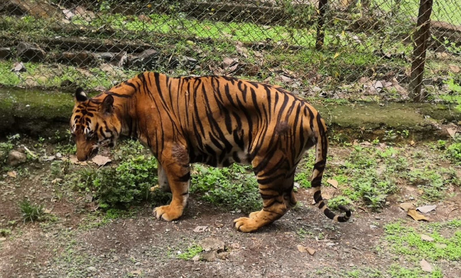 国立公園のレンジャー、ビジェイバラバード氏は、アナンド氏は過去10日間何も食べていなかったと語った。 チキンスープだけを食べた結果、トラはとても弱くなりました。 最近の腎臓の報告によると、彼の問題はより深刻でした。 バーバードは、アナンドの死が国立公園に大きな被害を与えたことを後悔している。