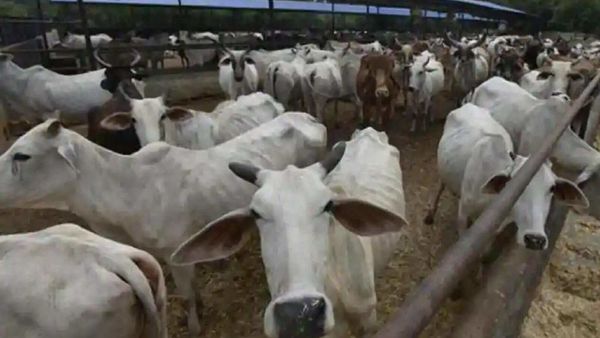 সরাকারি বাজেটে প্রতিদিন গোরুপ্রতি বরাদ্দ দাঁড়িয়েছে সাকূল্যে ১ টাকা ৬০ পয়সা। সরাকারি বাজেটে প্রতিদিন গোরুপ্রতি বরাদ্দ দাঁড়িয়েছে সাকূল্যে ১ টাকা ৬০ পয়সা।