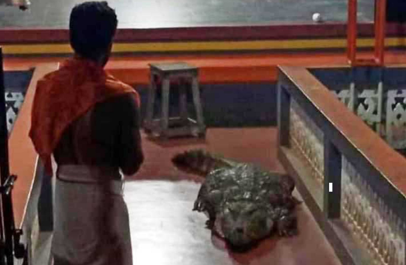 প্রধান পুরোহিত চন্দ্রপ্রকাশ নাম্বিসানের আদেশে বাবিয়া ফের তার বাসস্থান পুকুরে ফিরে যায়। প্রধান পুরোহিত চন্দ্রপ্রকাশ নাম্বিসানের আদেশে বাবিয়া ফের তার বাসস্থান পুকুরে ফিরে যায়।