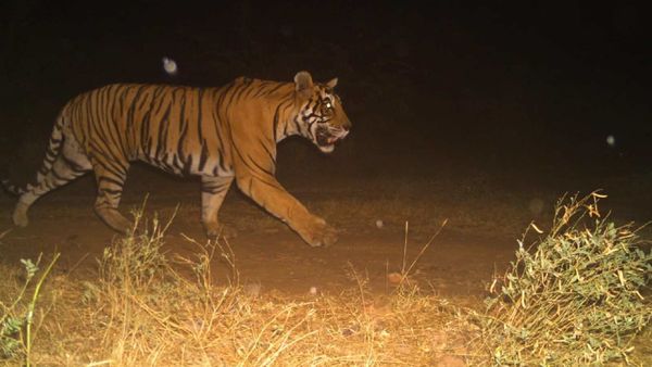 ক্যামেরা-ফাঁদে ধরা পড়েছে মধ্য প্রদেশ থেকে রণথম্বর অভয়ারণ্যে ফিরে আসা টি-৩৮ বাঘটির গতিবিধি। ক্যামেরা-ফাঁদে ধরা পড়েছে মধ্য প্রদেশ থেকে রণথম্বর অভয়ারণ্যে ফিরে আসা টি-৩৮ বাঘটির গতিবিধি।