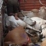 পাচারকারীদের দখলে থাকা গবাদি পশু পুলিশ আটক করলে এবং পশু আশ্রয়স্থলে রাখলে তা মৌলিক অধিকার ভঙ্গের আওতায় পড়ে না, দাবি কেন্দ্রের।