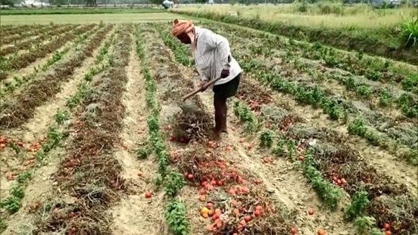 FTO জেনারেট হলেও পাননি PM কিষাণের অষ্টম কিস্তির টাকা? (প্রতীকী ছবি : এএনআই) FTO জেনারেট হলেও পাননি PM কিষাণের অষ্টম কিস্তির টাকা? (প্রতীকী ছবি : এএনআই)