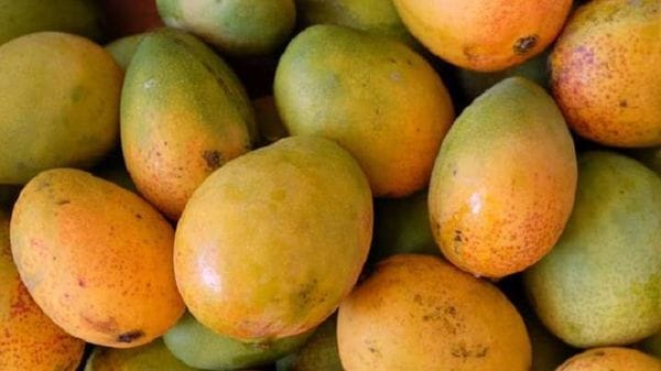 আয়াসের দাপটে আম ঝড়ে যেতে পারে এই আশঙ্কায় আম পেড়ে ফেলছেন চাষিদের অনেকেই (ফাইল ছবি) আয়াসের দাপটে আম ঝড়ে যেতে পারে এই আশঙ্কায় আম পেড়ে ফেলছেন চাষিদের অনেকেই (ফাইল ছবি)