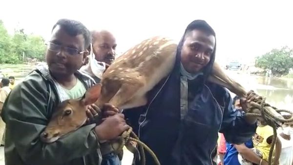 গোসাবায় উদ্ধার করা হয়েছে হরিণ (নিজস্ব চিত্র) গোসাবায় উদ্ধার করা হয়েছে হরিণ (নিজস্ব চিত্র)