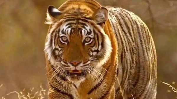 একের পর এক বন্যপ্রাণের মৃত্যু ট্রেনের ধাক্কায় (ফাইল ছবি) একের পর এক বন্যপ্রাণের মৃত্যু ট্রেনের ধাক্কায় (ফাইল ছবি)