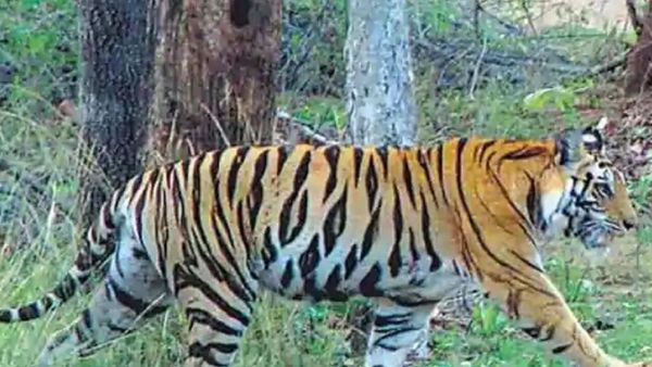 সুন্দরবনে বাঘের হানায় মৃত্যু বধূর (ফাইল ছবি) সুন্দরবনে বাঘের হানায় মৃত্যু বধূর (ফাইল ছবি)