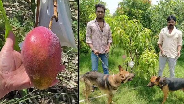 মিয়াজাকি(Miyazaki) আম ও তার রক্ষীরা। ছবি : টুইটার (Twitter) মিয়াজাকি(Miyazaki) আম ও তার রক্ষীরা। ছবি : টুইটার (Twitter)