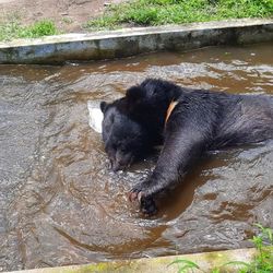 বড্ড গরম, শিলিগুড়িতে বরফ নিয়ে খেলা হিমালয়ান কালো ভাল্লুকের : ভিডিয়ো। বড্ড গরম, শিলিগুড়িতে বরফ নিয়ে খেলা হিমালয়ান কালো ভাল্লুকের : ভিডিয়ো।