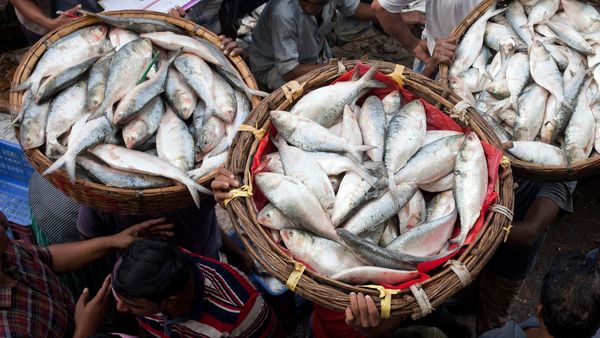 বাজারে কিছুটা বাড়ল ইলিশের জোগান, কিন্তু দামের ঠেলায় মিলল না তৃপ্তি। (ছবিটি প্রতীকী) বাজারে কিছুটা বাড়ল ইলিশের জোগান, কিন্তু দামের ঠেলায় মিলল না তৃপ্তি। (ছবিটি প্রতীকী)