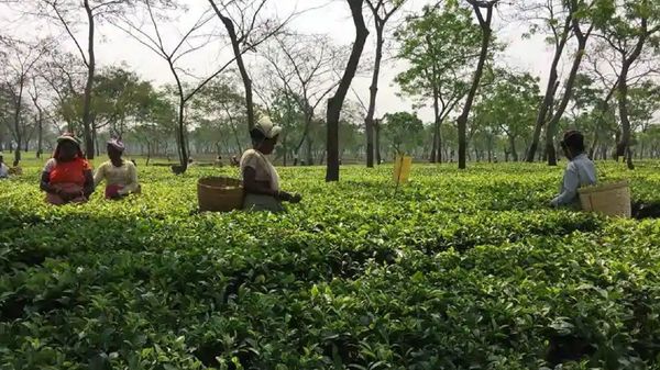 চা বাগানের মালিকানাকে কেন্দ্র করে অশান্তি (প্রতীকী ছবি) চা বাগানের মালিকানাকে কেন্দ্র করে অশান্তি (প্রতীকী ছবি)