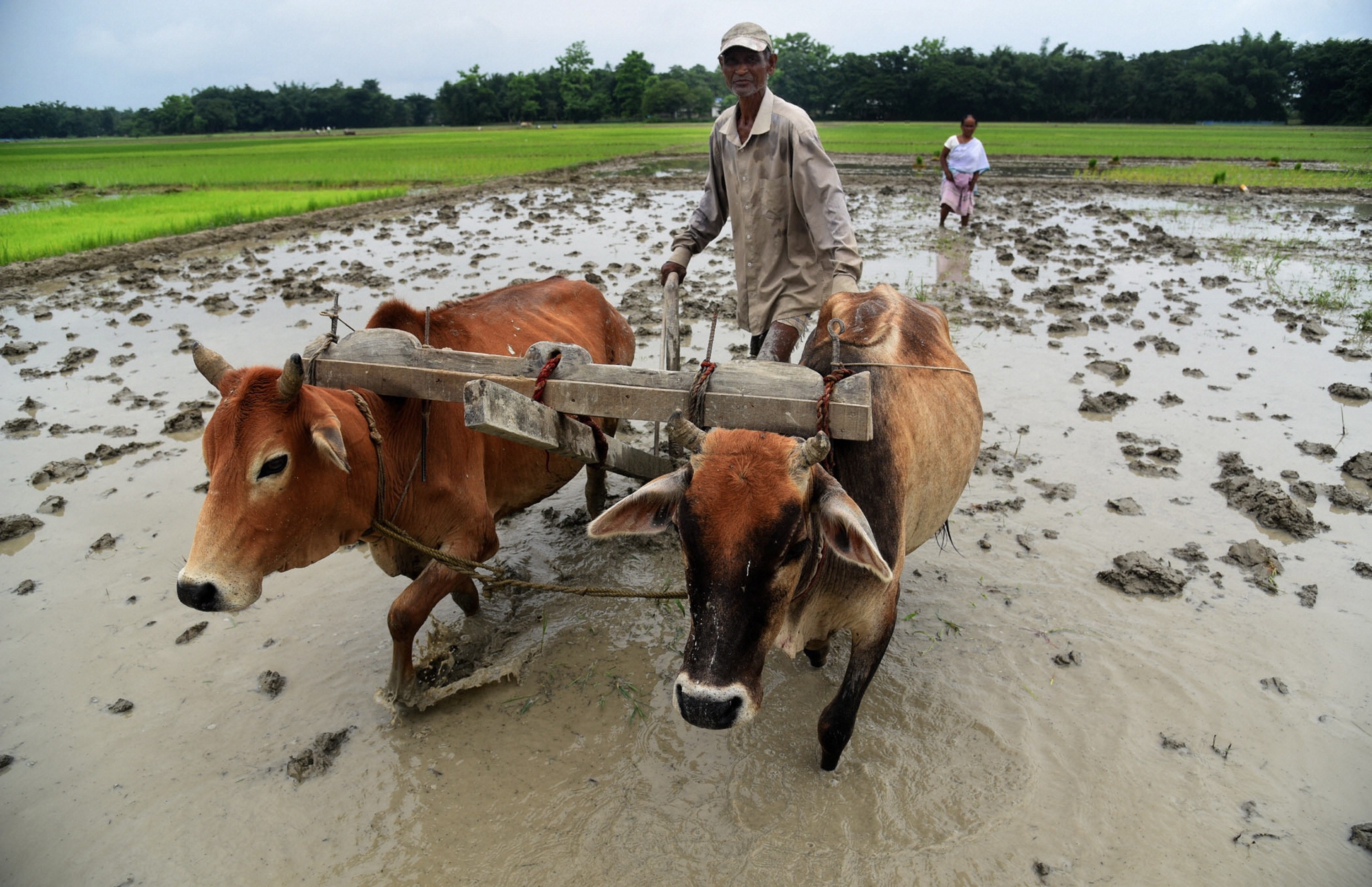 প্রধানমন্ত্রী কিষান সম্মান নিধি যোজনার অধীনে বর্তমানে বার্ষিক মোট ৬ হাজার টাকা পাচ্ছেন কৃষকরা। কিন্তু দ্বিগুণ হতে পারে এই টাকা। সূত্রের খবর, টাকার পরিমাণ বৃদ্ধির বিষয়ে আলোচনা করছে কেন্দ্র। ফাইল ছবি : পিটিআই (PTI)