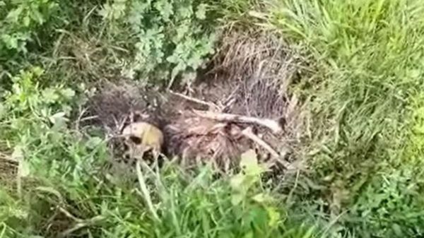 নৈশ ফুটবল ম্যাচ চলার সময় মাঠের পাশে ঝোপ থেকে উদ্ধার নরকঙ্কাল নৈশ ফুটবল ম্যাচ চলার সময় মাঠের পাশে ঝোপ থেকে উদ্ধার নরকঙ্কাল