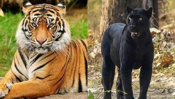 প্রাগ থেকে জোড়া রয়্যাল বেঙ্গল বদলে ৪টি ব্ল্যাক প্যান্থার আনবে রাজ্য: ছবি (সৌজন্য ফেসবুক) প্রাগ থেকে জোড়া রয়্যাল বেঙ্গল বদলে ৪টি ব্ল্যাক প্যান্থার আনবে রাজ্য: ছবি (সৌজন্য ফেসবুক)