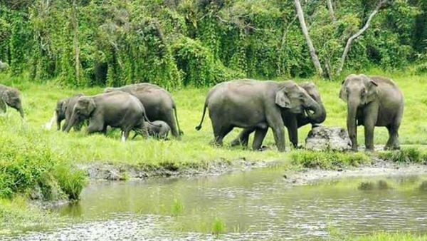 পুজোর আগে ডুয়ার্সের জঙ্গল খোলার আশায় শুরু হয়েছে প্রস্তুতি (সংগৃহীত) পুজোর আগে ডুয়ার্সের জঙ্গল খোলার আশায় শুরু হয়েছে প্রস্তুতি (সংগৃহীত)