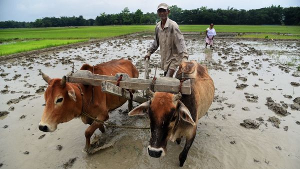 প্রধানমন্ত্রী কিষাণ সম্মান নিধি যোজনা। ফাইল ছবি : পিটিআই (PTI) প্রধানমন্ত্রী কিষাণ সম্মান নিধি যোজনা। ফাইল ছবি : পিটিআই (PTI)