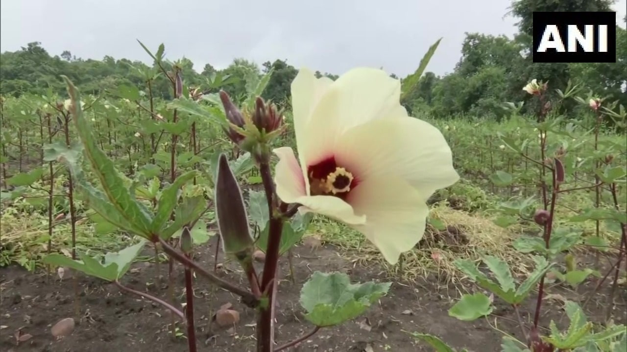 কিন্তু এমন লাল ঢ্যাঁড়সের চারা করলেন কীভাবে? উত্তরে মিসরিলাল জানান, 'বারাণসীর একটি কৃষি গবেষণা কেন্দ্র থেকে এই ঢ্যাঁড়সের ১ কেজি বীজ কিনেছিলাম। জুলাইয়ের প্রথম সপ্তাহে সেগুলি বপন করেছি। প্রায় ৪০ দিনের মধ্যেই এটি বাড়তে শুরু করে।' এছাড়া এই জাতের ঢ্যাঁড়সের গাছের রোগ প্রতিরোধ ক্ষমতাও বেশি। তাই বেশি কীটনাশক দিতে হয় না। ছবি : এএনআই  (ANI)