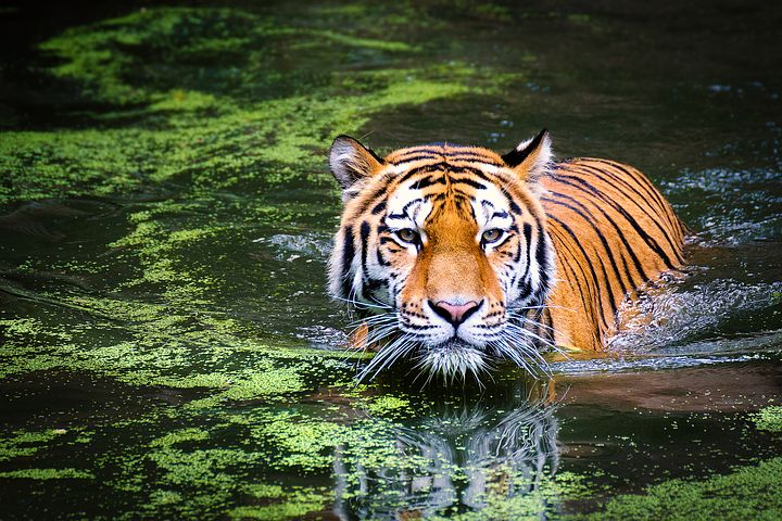সৃজিতের আগামী ছবির অনেকটাই জুড়ে থাকতে চলেছে জঙ্গল ও বাঘ। (ছবি সৌজন্যে -টুইটার) সৃজিতের আগামী ছবির অনেকটাই জুড়ে থাকতে চলেছে জঙ্গল ও বাঘ। (ছবি সৌজন্যে -টুইটার)