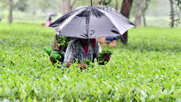 টি বোর্ড অফ ইন্ডিয়ার চেয়ারম্যান, পিকে বেজবরুয়া, এর আগে নেপাল, ভিয়েতনাম, ইন্দোনেশিয়া থেকে সস্তায় আমদানি করা চা দেশীয় চায়ের সাথে মিশ্রিত হওয়ার বিষয়ে সতর্কতা জারি করেছিলেন। এভাবে মেশানোর ফলে দেশীয় চায়ের গুণমান এবং দাম কমে যায়। কিন্তু সেই চা-ই দার্জিলিং চা বলে বিক্রি হয়। এতে আসল দার্জিলিং চা বা অসম চায়ের নাম খারাপ হয়। বোর্ডের সংগৃহীত তথ্যে দেখা গিয়েছে, গত বছরের একই সময়ের তুলনায় চলতি বছরের জানুয়ারি-অগস্ট মাসে চা আমদানি ৩৪ শতাংশ বেড়েছে। ফাইল ছবি : এএনআই (Manash Das/ANI Photo) টি বোর্ড অফ ইন্ডিয়ার চেয়ারম্যান, পিকে বেজবরুয়া, এর আগে নেপাল, ভিয়েতনাম, ইন্দোনেশিয়া থেকে সস্তায় আমদানি করা চা দেশীয় চায়ের সাথে মিশ্রিত হওয়ার বিষয়ে সতর্কতা জারি করেছিলেন। এভাবে মেশানোর ফলে দেশীয় চায়ের গুণমান এবং দাম কমে যায়। কিন্তু সেই চা-ই দার্জিলিং চা বলে বিক্রি হয়। এতে আসল দার্জিলিং চা বা অসম চায়ের নাম খারাপ হয়। বোর্ডের সংগৃহীত তথ্যে দেখা গিয়েছে, গত বছরের একই সময়ের তুলনায় চলতি বছরের জানুয়ারি-অগস্ট মাসে চা আমদানি ৩৪ শতাংশ বেড়েছে। ফাইল ছবি : এএনআই (Manash Das/ANI Photo)