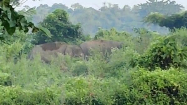 জলপাইগুড়িতে দাপিয়ে বেড়াচ্ছে ২ হাতি, ভিড় ঠেকাতে শহরে জারি ১৪৪ ধারা জলপাইগুড়িতে দাপিয়ে বেড়াচ্ছে ২ হাতি, ভিড় ঠেকাতে শহরে জারি ১৪৪ ধারা