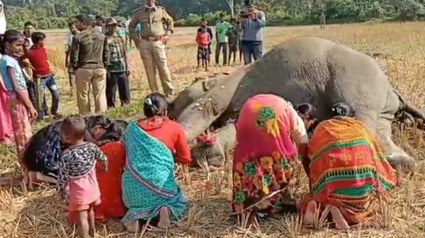 জমিতে পড়ে থাকা মৃত হাতির পা ছুঁয়ে প্রণাম করলেন স্থানীয় মহিলারা জমিতে পড়ে থাকা মৃত হাতির পা ছুঁয়ে প্রণাম করলেন স্থানীয় মহিলারা