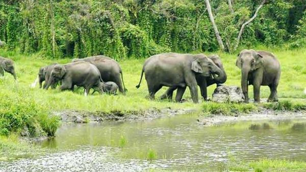 উত্তরবঙ্গের সংরক্ষিত বনাঞ্চলে ড্রোনের ব্যবহার নিষিদ্ধ করা হয়েছে (সংগৃহীত) উত্তরবঙ্গের সংরক্ষিত বনাঞ্চলে ড্রোনের ব্যবহার নিষিদ্ধ করা হয়েছে (সংগৃহীত)