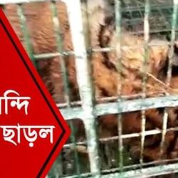 ঘুমপাড়ানি গুলিতে শেষমেশ বন্দি বাঘ! হাঁফ ছাড়ল কুলতলি ঘুমপাড়ানি গুলিতে শেষমেশ বন্দি বাঘ! হাঁফ ছাড়ল কুলতলি