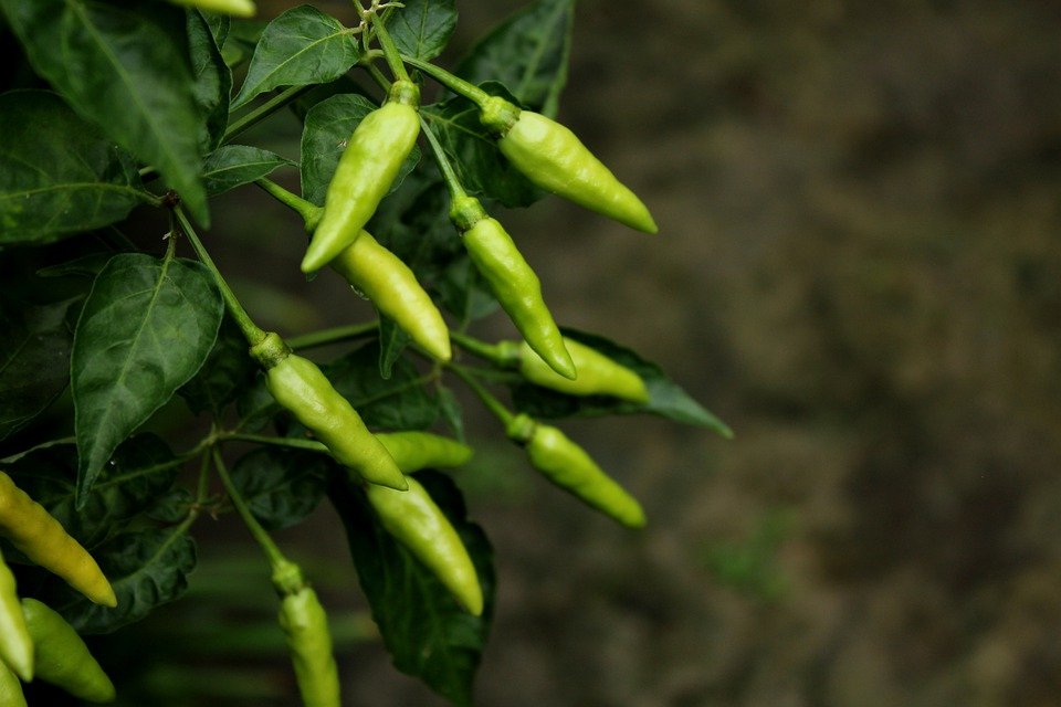 Green chilly: కూరల్లో కారం పొడికి బదులుగా పచ్చిమిర్చి వాడండి. పిచ్చి మిరపకాయల్లో విటమిన్ సితో పాటు ఐరన్ అధికంగా ఉంటుంది. 1 పచ్చి మిరపకాయలో 109 mg విటమిన్ సి ఉంటుంది. పచ్చిమిరపకాయలు తినేవారి చర్మంలో నిగారింపు పెరుగుతుందని చెబుతున్నారు.