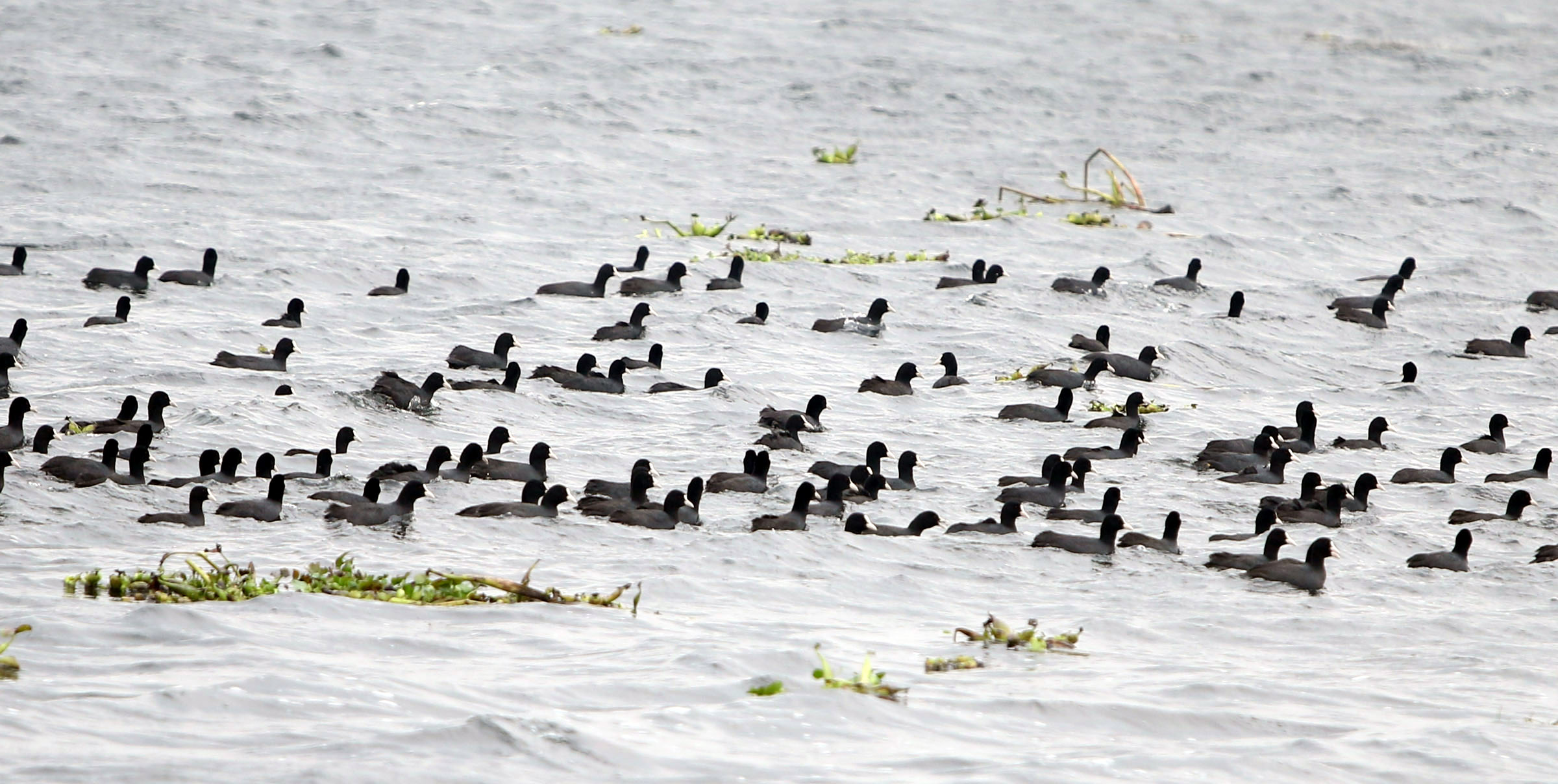 তাতে বলা হয়েছে, ২০১৭-১৮ সালে ০.০২৫ mha এলাকা জুড়ে ১,৩৪২টি জলাভূমি অদৃশ্য হয়ে গিয়েছে। প্রতীকী ছবি : হিন্দুস্তান টাইমস  (Sanjeev Kumar/ Hindustan Times)
