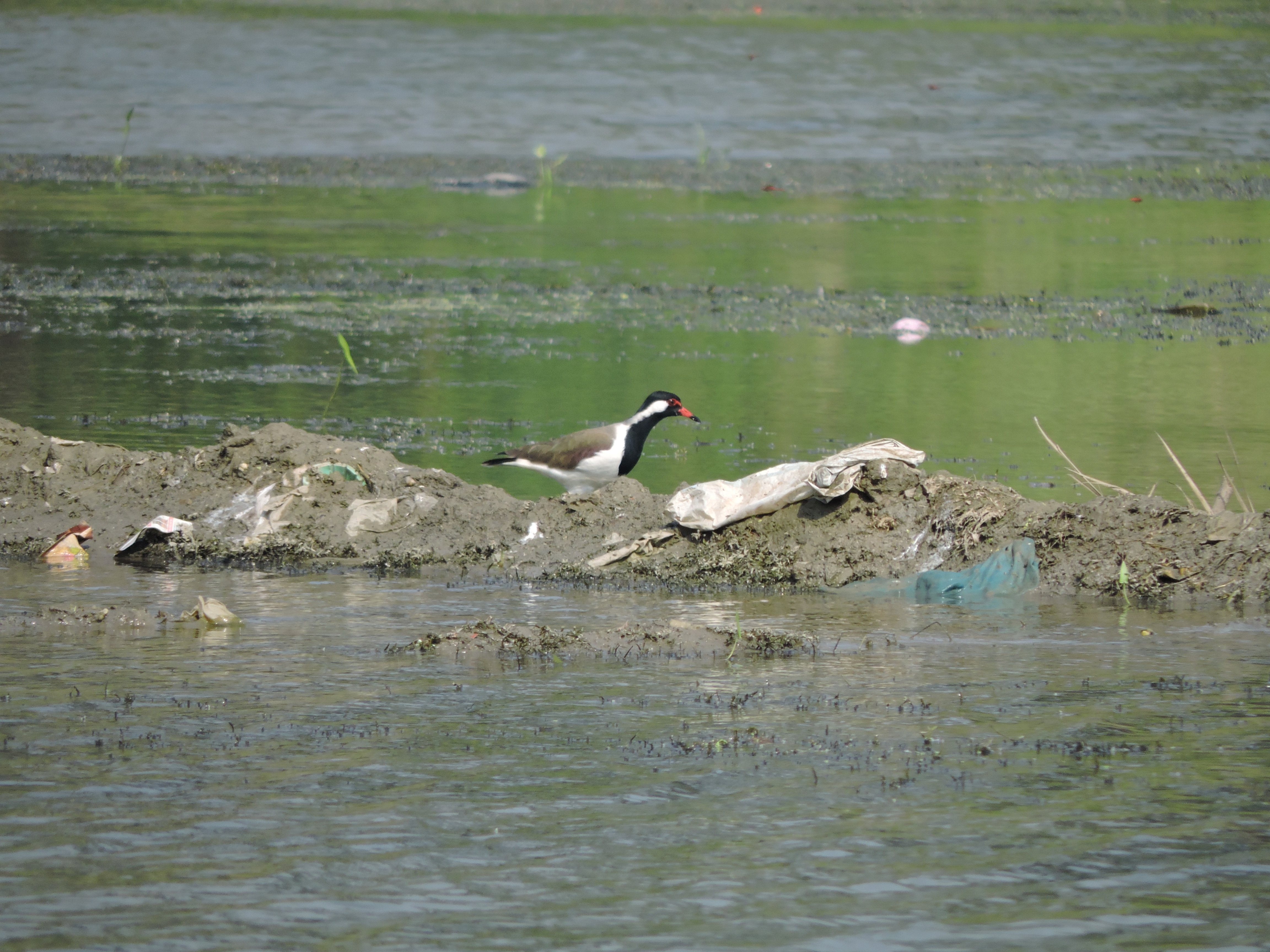 কৃষিকাজের জন্য জলাভূমির রূপান্তর, জলাভূমিতে বন ধ্বংস, ম্যানগ্রোভের ক্ষতি, কৃত্রিম জলাধার, বাঁধের কারণে জল জমে যাওয়া, ভূগর্ভস্থ জল হ্রাস এবং জলের গুণমানের অবনতিকে জলাভূমি হ্রাসের কারণ হিসাবে উল্লেখ করা হয়েছে। প্রতীকী ছবি : হিন্দুস্তান টাইমস বাংলা (Soumick Majumdar/HT Bangla)