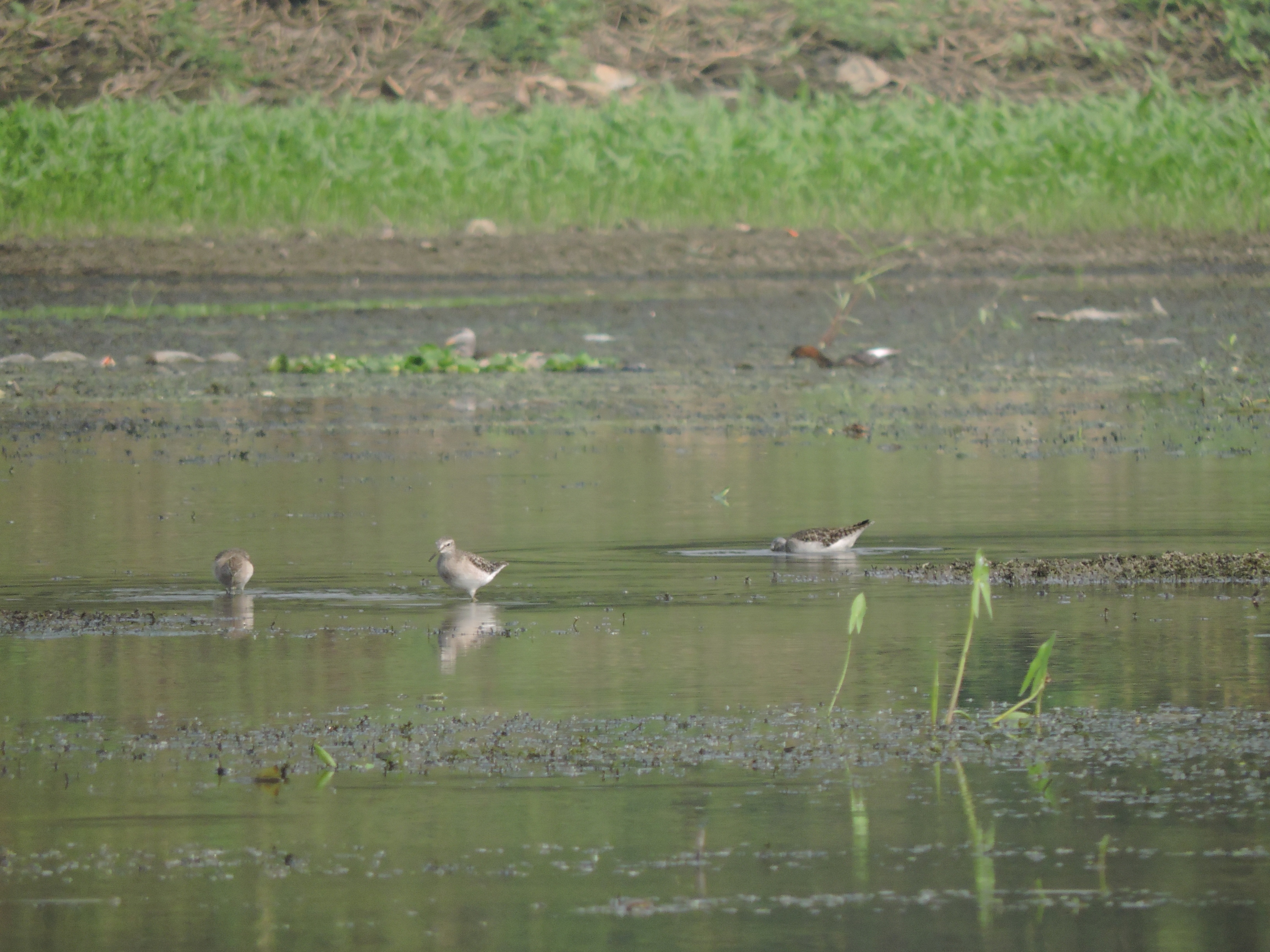 গত এক দশকে ৭৩,৯৬১ হেক্টর প্রাকৃতিক উপকূলীয় জলাভূমি কমে গিয়েছে। প্রতীকী ছবি : হিন্দুস্তান টাইমস বাংলা (Soumick Majumdar/HT Bangla)