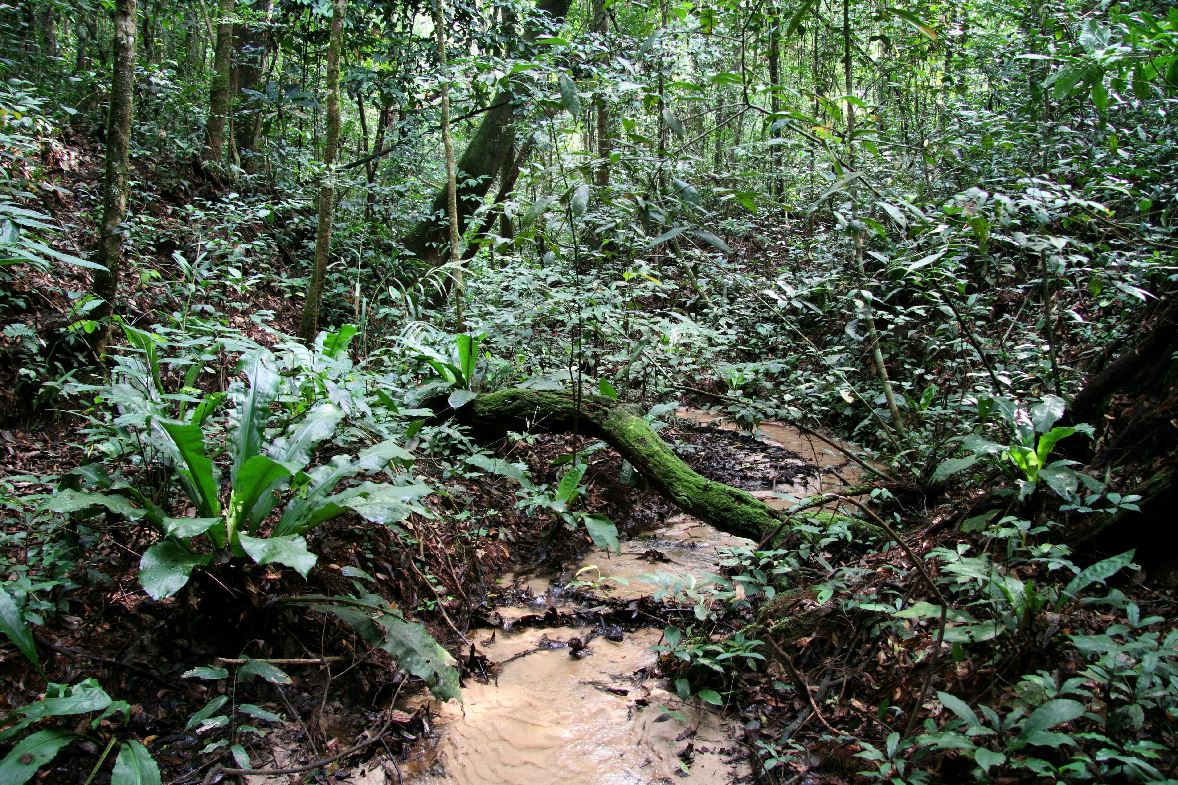বুধবার প্রকাশিত অ্যাটলাস অনুযায়ী, ভারতে মোট ২,৩১,১৯৫টি জলাজমি রয়েছে। প্রতীকী ছবি : রয়টার্স  (IUCN via REUTERS)