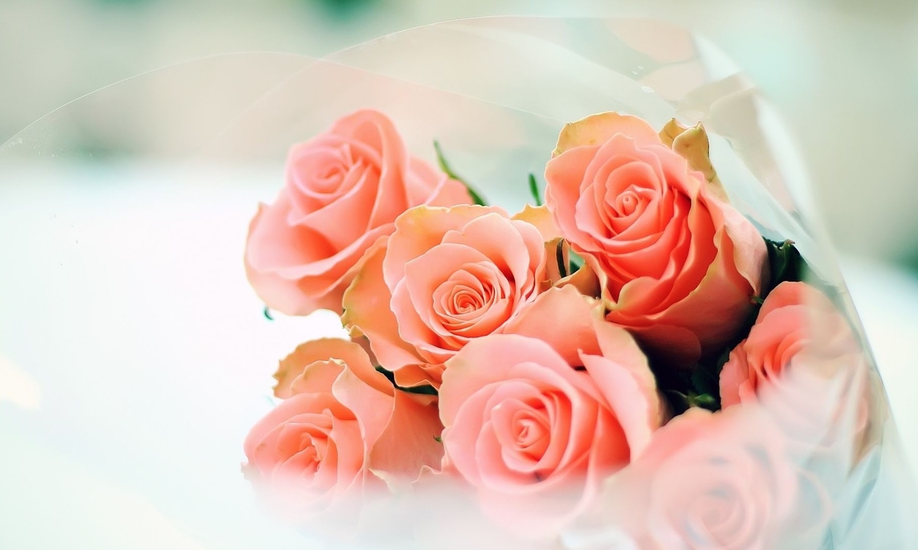 <p>পিচ গোলাপ: প্রেমের দিনে বা Rose Day-তে দেওয়ার জন্য দারুণ রং এটি। কারণ এর মানে, প্রেমে পড়েছেন। কিন্তু বলতে লজ্জা পাচ্ছেন। </p>