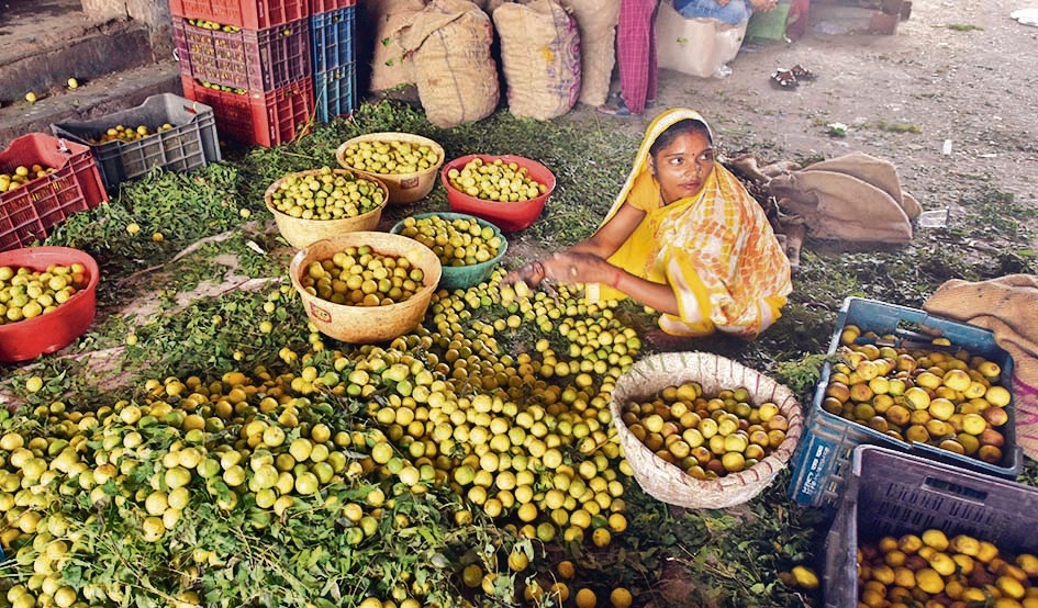 আগামী ২ মাস ধরেই লেবুর দাম উর্ধ্বমুখী থাকবে। বর্তমানে, পুনের পাইকারি বাজারে এক-একটি লেবুর দাম ৫টাকা। খুচরো বাজারে গিয়ে সেটারই দাম পিস প্রতি ১০- ১২ টাকা। ফাইল ছবি: হিন্দুস্তান টাইমস (Sanjeev Verma/HT PHOTO)