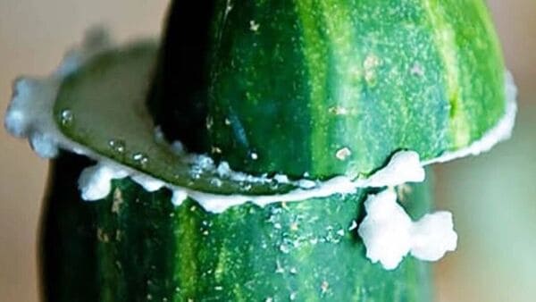 শসার তেতোভাব কাটানোর উপায়। শসার তেতোভাব কাটানোর উপায়।