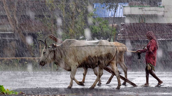 বৃহস্পতিবার উত্তরবঙ্গের কোথায় বৃষ্টি: বৃহস্পতিবার দার্জিলিং, জলপাইগুড়ি, কালিম্পং, আলিপুরদুয়ার এবং কোচবিহারের কয়েকটি জায়গায় ভারী বৃষ্টি হবে। ৭০ থেকে ১১০ মিলিমিটার বৃষ্টি হবে। বাকি তিন জেলার দু'একটি জায়গায় বিক্ষিপ্তভাবে বজ্রবিদ্যুৎ-সহ বৃষ্টি হতে পারে। (ছবিটি প্রতীকী, সৌজন্যে পিটিআই)