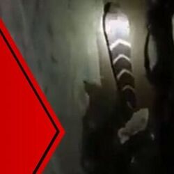 ঘাপটি মেরে বসে ছিল কিং কোবরা! গ্রামবাসীরা দেখতে পেতেই কী ঘটল? ঘাপটি মেরে বসে ছিল কিং কোবরা! গ্রামবাসীরা দেখতে পেতেই কী ঘটল?