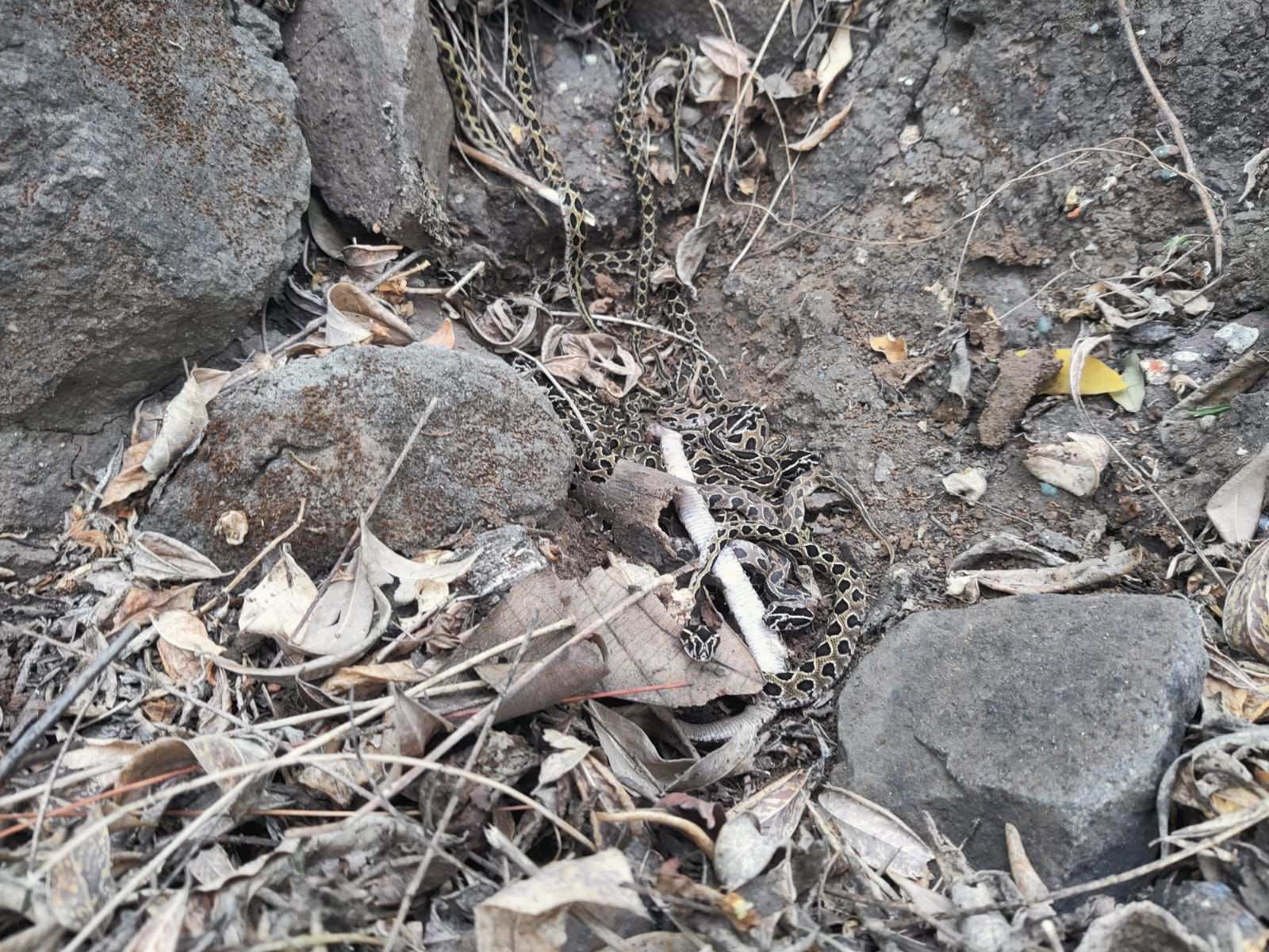 त्यांना एका डब्यात सुरक्षित ठेवण्यात आले. यानंतर त्यांनी सर्व सापांना एकत्र करत बाहेर जंगलात सुरक्षित स्थळी सोडले. घोणस साप सर्प प्रजातितील अतिशय विषारी साप आहे. महाराष्ट्रात या सापच्या दंशामुळे मृत्यू होणा-यांचे प्रमाण अधिक आहे. त्यांना एका डब्यात सुरक्षित ठेवण्यात आले. यानंतर त्यांनी सर्व सापांना एकत्र करत बाहेर जंगलात सुरक्षित स्थळी सोडले. घोणस साप सर्प प्रजातितील अतिशय विषारी साप आहे. महाराष्ट्रात या सापच्या दंशामुळे मृत्यू होणा-यांचे प्रमाण अधिक आहे.