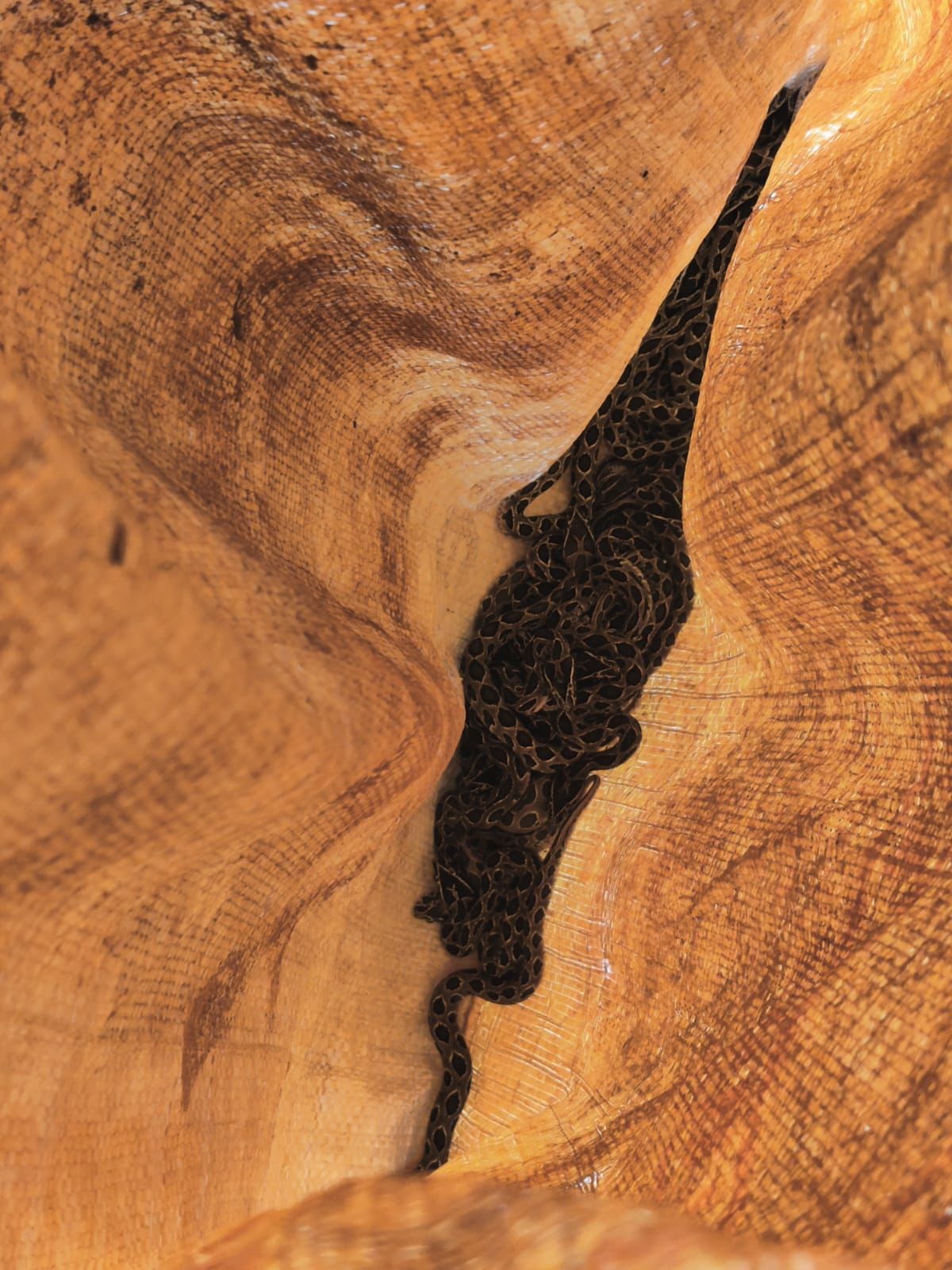 वन्यजीव रक्षक मावळ संस्था टीममधून झाकीर शेख आणि जिगर सोलंकी पोहोचले आणि घटनास्थळी पोहोचले.