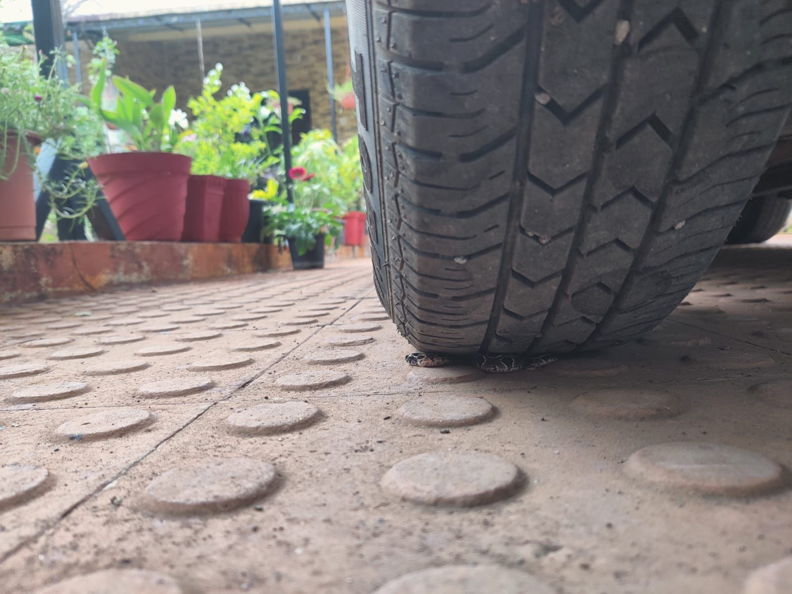 तळेगाव दाभाडे येथून एका रो हाऊसमधून गराडे यांना फोन आला. रो हाऊसमध्ये काही छोटे घोणस साप सापडले आहेत अशी माहिती त्यांना देण्यात आली. तळेगाव दाभाडे येथून एका रो हाऊसमधून गराडे यांना फोन आला. रो हाऊसमध्ये काही छोटे घोणस साप सापडले आहेत अशी माहिती त्यांना देण्यात आली.