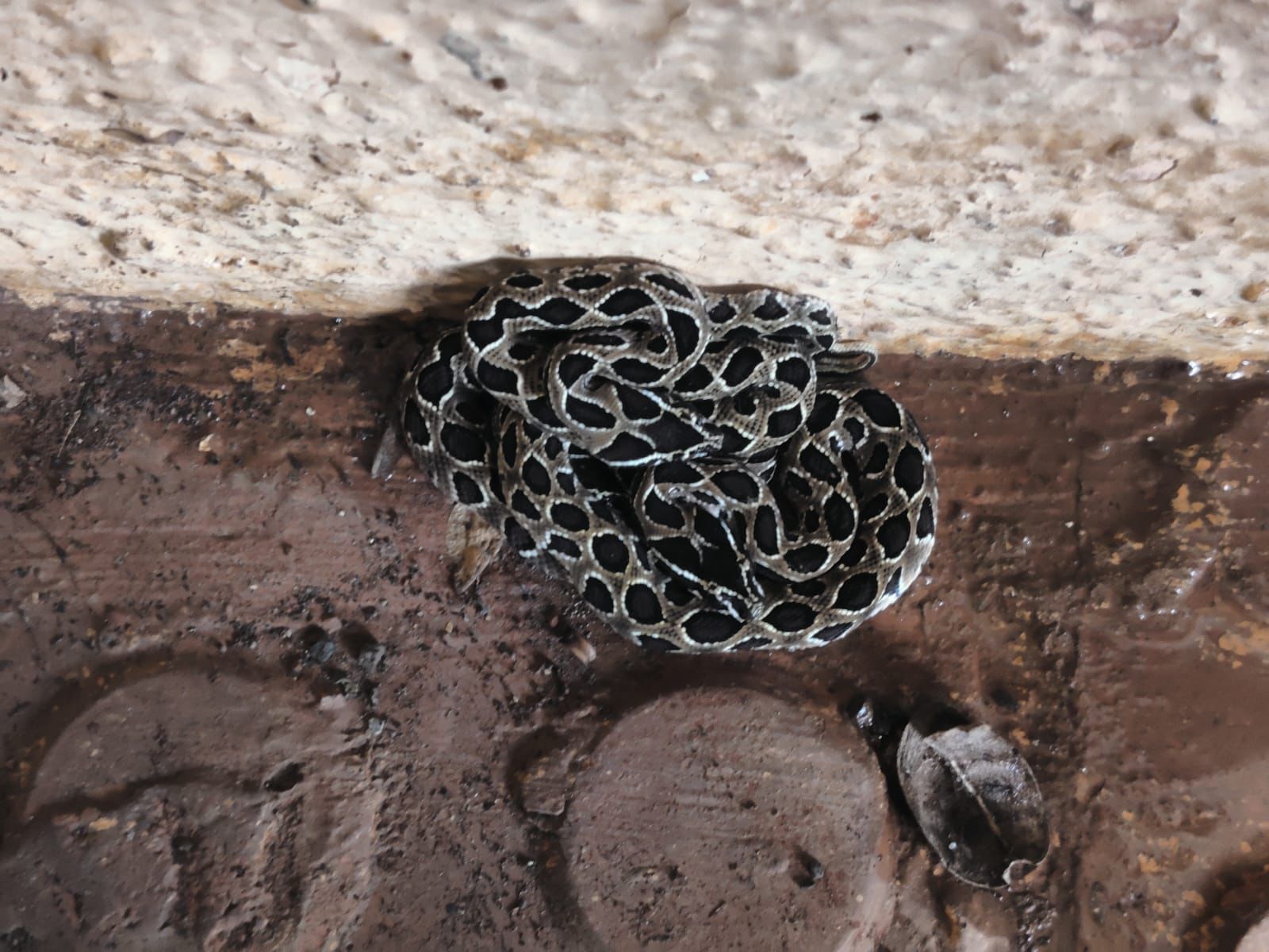 पुण्यातील तळेगाव दाभाडे येथे एका रो हाऊसमध्ये अंत्यत विषारी असलेल्या घोणस सापाने २२ पिल्लांना जन्म दिला. या सापांना वन्यजीव रक्षक मावळ संस्थेचे संस्थापक अध्यक्ष निलेश गराडे यांनी जीवदान दिले. पुण्यातील तळेगाव दाभाडे येथे एका रो हाऊसमध्ये अंत्यत विषारी असलेल्या घोणस सापाने २२ पिल्लांना जन्म दिला. या सापांना वन्यजीव रक्षक मावळ संस्थेचे संस्थापक अध्यक्ष निलेश गराडे यांनी जीवदान दिले.