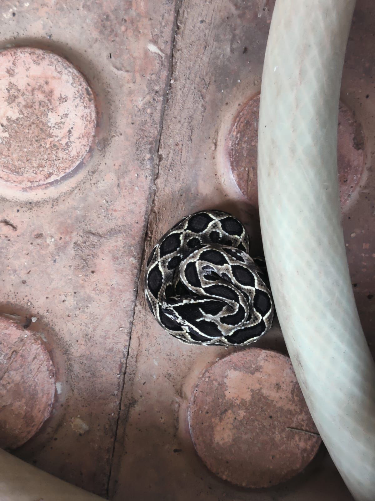 त्यांना एका घोणस सापाने जवळपास २० ते २२ पिल्लांना जन्म दिल्याचे दिसले. गराडे यांनी आणि त्यांच्या सहका-यांनी या सापांना सुरक्षितपणे हाताळत त्यांना पकडले. त्यांना एका घोणस सापाने जवळपास २० ते २२ पिल्लांना जन्म दिल्याचे दिसले. गराडे यांनी आणि त्यांच्या सहका-यांनी या सापांना सुरक्षितपणे हाताळत त्यांना पकडले.