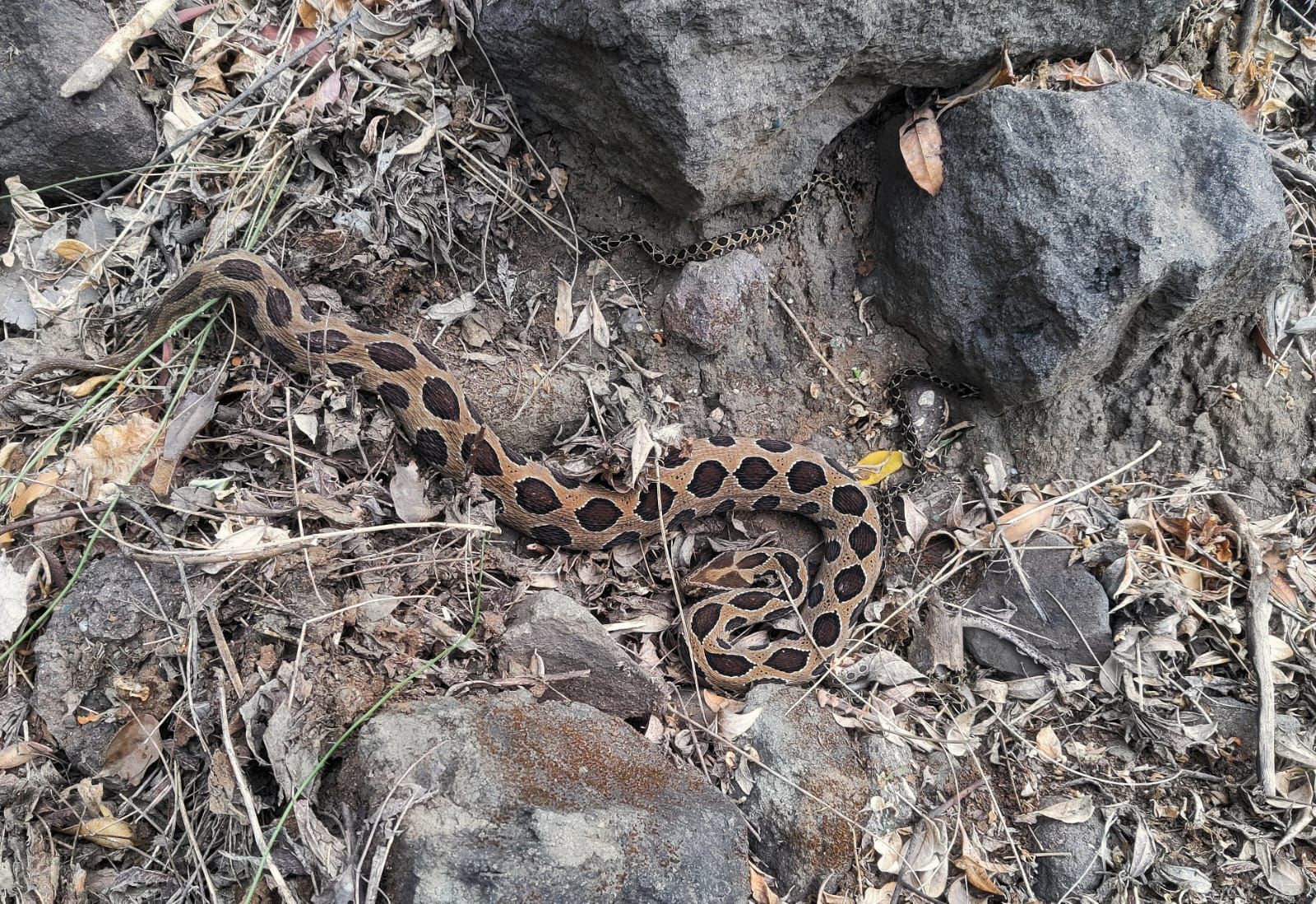 आपल्याकडे साप दिसला की त्याला मारले जाते. मात्र, असे न करता या सापांना सुरक्षित स्थळी सोडावे किंवा सर्पमित्राशी संपर्क साधून त्याला जीवदान द्यावे अशी माहिती वन्यजीव रक्षक मावळ संस्थेचे संस्थापक अध्यक्ष निलेश संपतराव गराडे यांनी दिली.