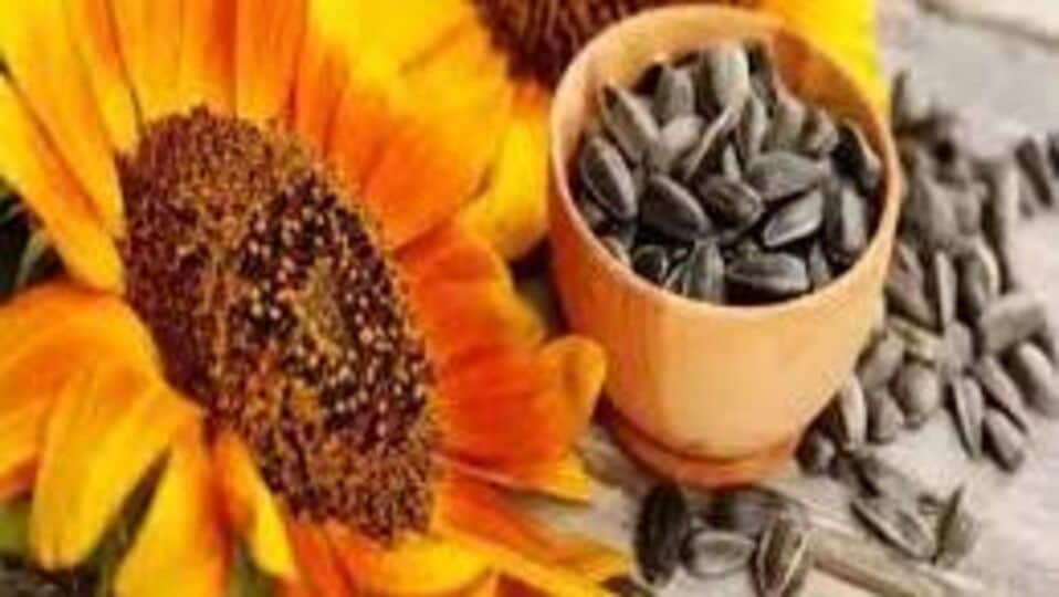 Sunflower Seeds सूर्यफूलाच्या बिया खाणं आरोग्यासाठी गुणकारी;वाचा काय