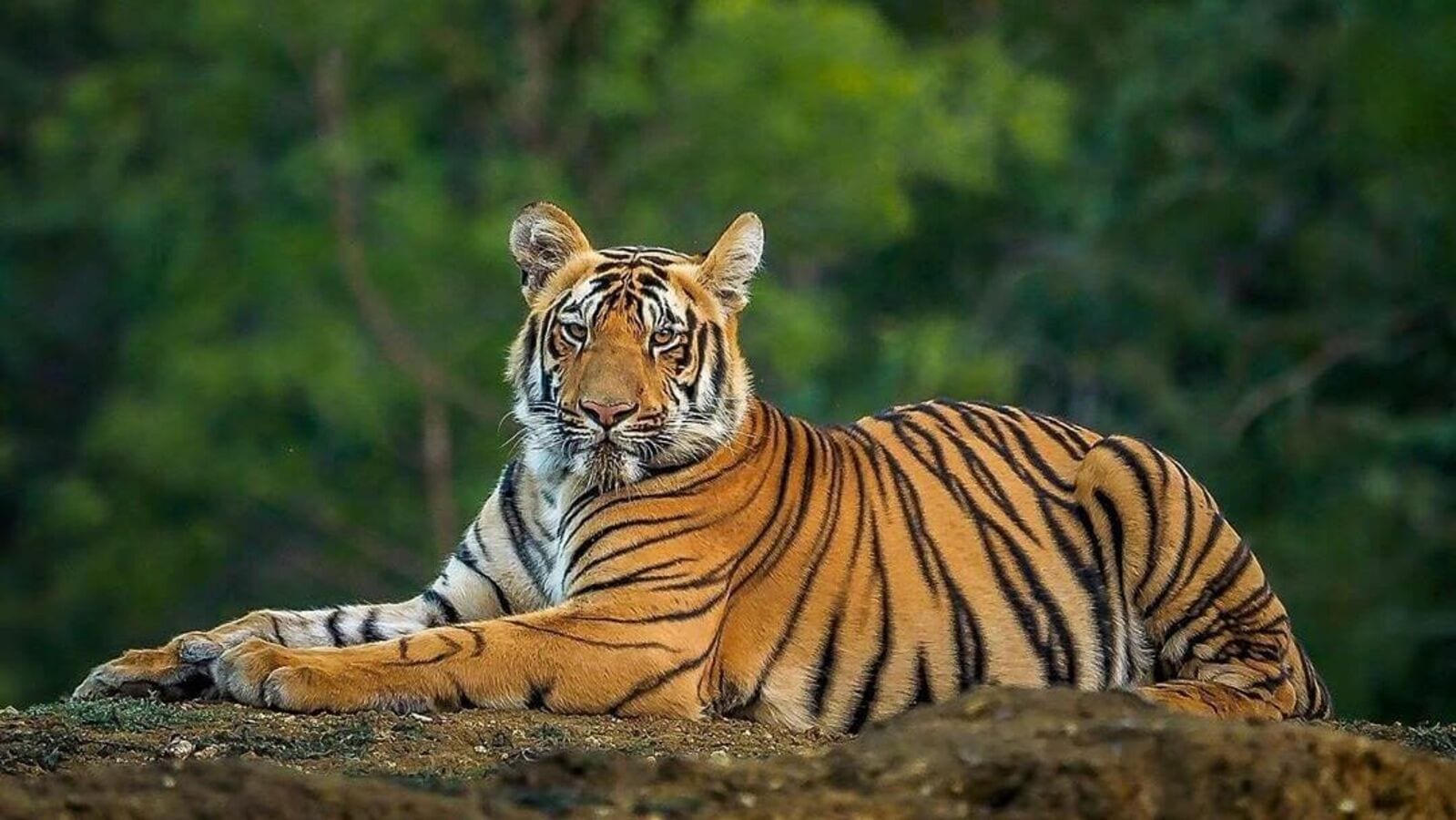 Tigers: রয়েল বেঙ্গল টাইগার ওপার বাংলা থেকে চলে আসছে এপারে, কিন্তু কেন?  সত্যি কি, ঘরে বাইরে নিউজ