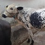 <p>Lumpy infected animals found in Mumbai's Aarey dairy area</p>