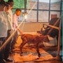 <p>Sahiwal calf born through IVF technology in Pune</p>